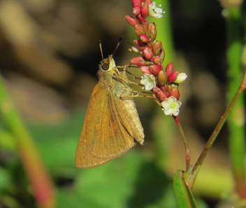 Broad-winged Skipper